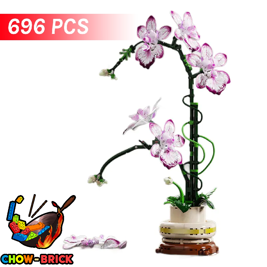 MJ 13114 Cymbidium - ChowBrick Store